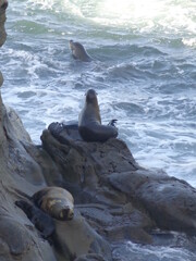 Sea lions and seals on Californian coast