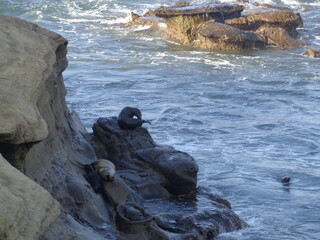 Sea lions and seals on Californian coast
