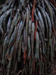 exposed roots of areca palm tree, close-up view