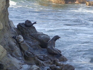 Sea lions and seals on Californian coast