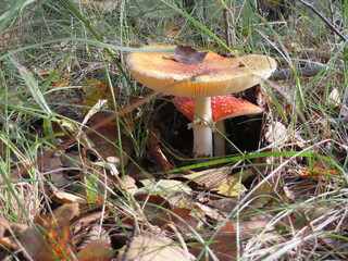 red mushrooms in dry grass for an autumn mood