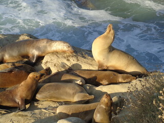 Sea lions and seals on Californian coast