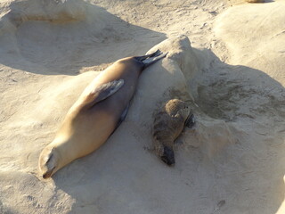 Sea lions and seals on Californian coast