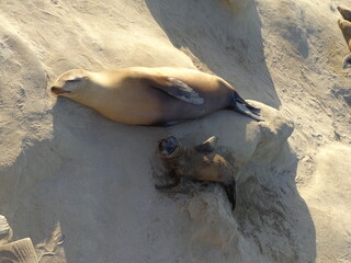 Sea lions and seals on Californian coast