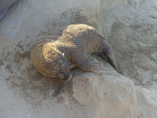Sea lions and seals on Californian coast