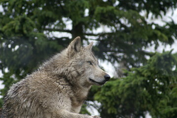 Fototapeta premium オオカミ