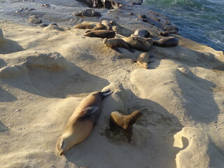 Sea lions and seals on Californian coast