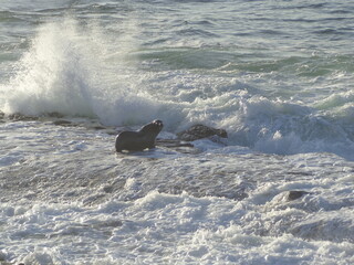 Sea lions and seals on Californian coast