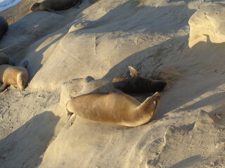 Sea lions and seals on Californian coast
