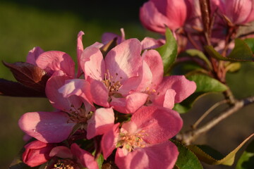 Obraz premium kwiat, flower, 