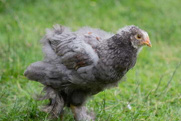 Two months old Brahma chicken in the grass