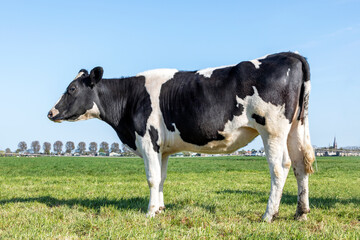 Naklejka na ściany i meble Cow black and white side view in the Netherlands, standing on green grass in a meadow, pasture