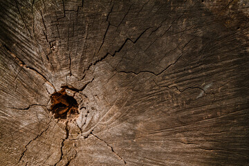 Tree cuts in Redwood Park, beautiful wood texture