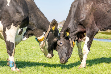 Two cows rubbing heads, lovingly and playful, cuddling or fighting, together in a field under a blue sky