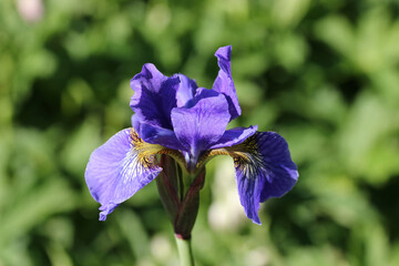 Blue siberian iris flower close up