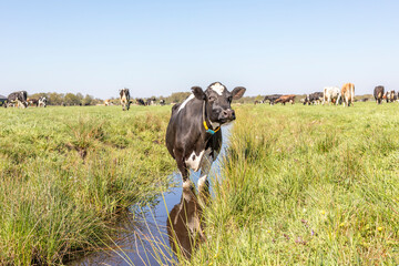 Cow in a ditch cooling, swimming taking a bath and standing in a creek, reflection in the water - obrazy, fototapety, plakaty