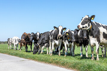 Group of cows waiting behind a line fence, together standing in a green pasture, next to each other in a wide view