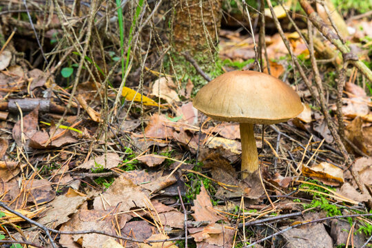 Beautiful birch leccinum bolete in autumn forest. Leccinum versipelle mushroom in moss lichen