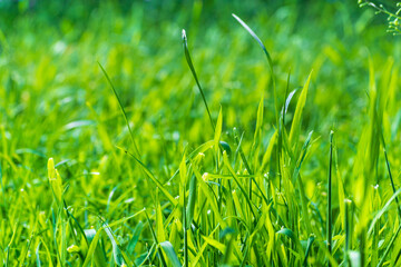 Bright green grass under morning sunlight on hot summer day - nature background