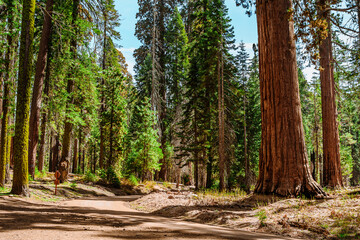 Beautiful forest landscape with hiking trails in Sequoia National Park USA