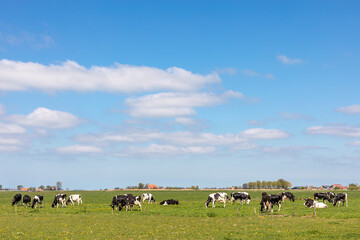 Cows in a landscape grazing in the pasture, peaceful and sunny in flat land with clouds on the horizon, wide view of a herd in field, a wide view with dairy livestock