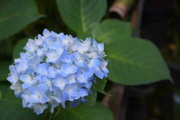 鎌倉の寺院に梅雨の時期に咲いているきれいなアジサイ