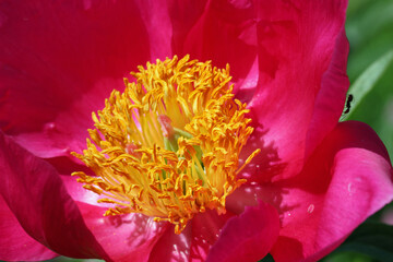 Deep pink single peony flower close up