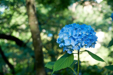 鎌倉の寺院に梅雨の時期に咲いているきれいなアジサイ