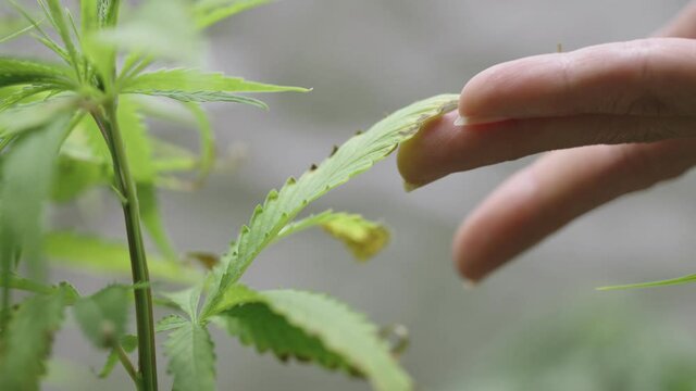 Closeup shot on gardener's hand indicating a burnt yellow leaves caused by too much nutrients at the roots, Marijuana leaves having a problems or disease, The parasite pests extensive damage to crop