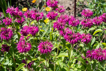 In the garden, the aromatic plant Monarda, used in medicine, blooms with purple flowers.