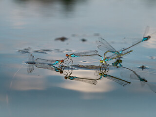 Auf der Wasseroberfläche eines Teiches befinden sich mehrere blaue Libellen zur Paarung und Eiablage. Ihre Körper spiegeln sich auf der Wasseroberfläche. © goldi59
