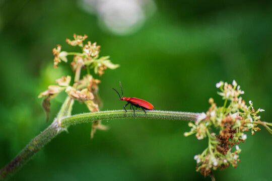 Red-headed Cardinal beetle on wildflower stalk - close-up nature background