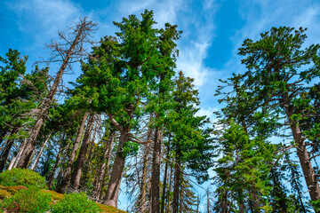 Beautiful forest landscape with hiking trails in Sequoia National Park USA