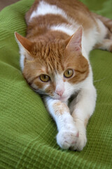 A white-red cat is lying on a green blanket