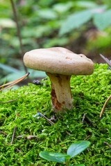 Toxic mushroom paxillus involutus in the forest. Toadstools in the woods.