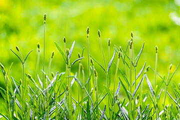 Young Lavender buds against green grass background under morning sunlights 3