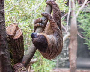 Sloth is hanging upside down in the tree