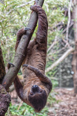 Sloth is hanging upside down in the tree. Vertical photo © Natalia