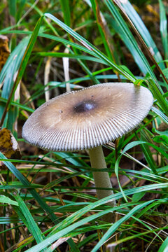 Amanita Fulva mushroom growing in a forest. Edible mushroom