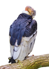 Andean condor, Vultur gryphus, the largest bird of prey in the world. Isolated