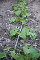 in the natural garden, the bean plant, starting to leaf,