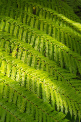 Fern leaves pattern background. Tropical green leaf  texture 