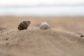 Seashells on the sand of the beach against the background of the sea. Summer vacation concept.