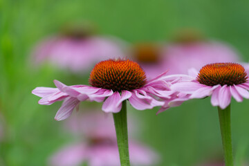 Obraz premium echinacea close up