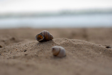 Seashells on the sand of the beach against the background of the sea. Summer vacation concept.