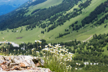 Fototapeta na wymiar Wild flowers on the background of mountains and blue sky. The concept of local travel.