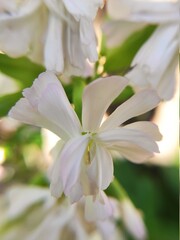 Fototapeta premium beautiful white flowers