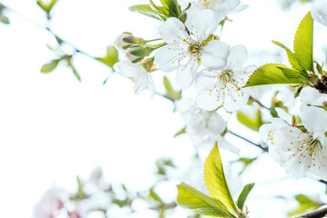 Fototapeta na wymiar Background with apple tree blossom and blurred bokeh