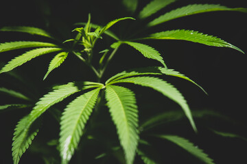 close-up marijuana leaves, cannabis on a dark background