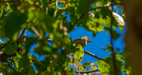 Sparrow in an apple tree in a garden in sunlight in summer, Almere, Flevoland, The Netherlands, June 14, 2021